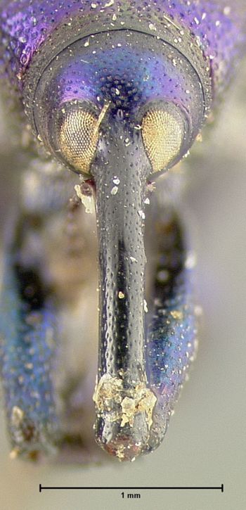 Media type: image;   Entomology 25157 Aspect: head frontal view